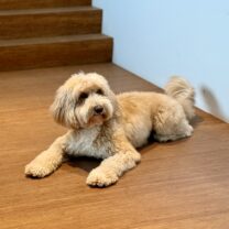 Odie-Jensie van Oranje – De architecten van Team 4