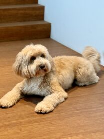 Odie-Jensie van Oranje – De architecten van Team 4