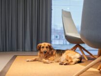 kantoorhond Wolf – De Architecten van Team 4